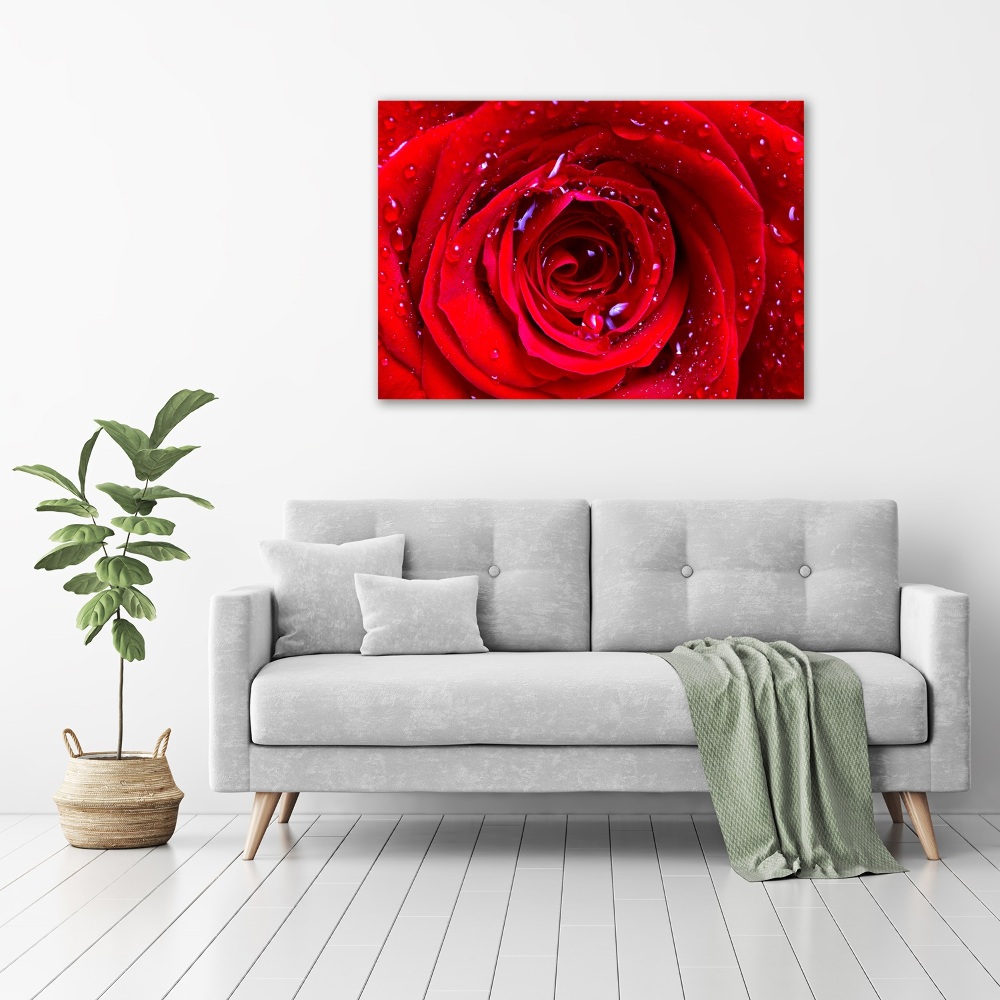 Obraz zdjęcie na ścianę akryl Kwiat róży