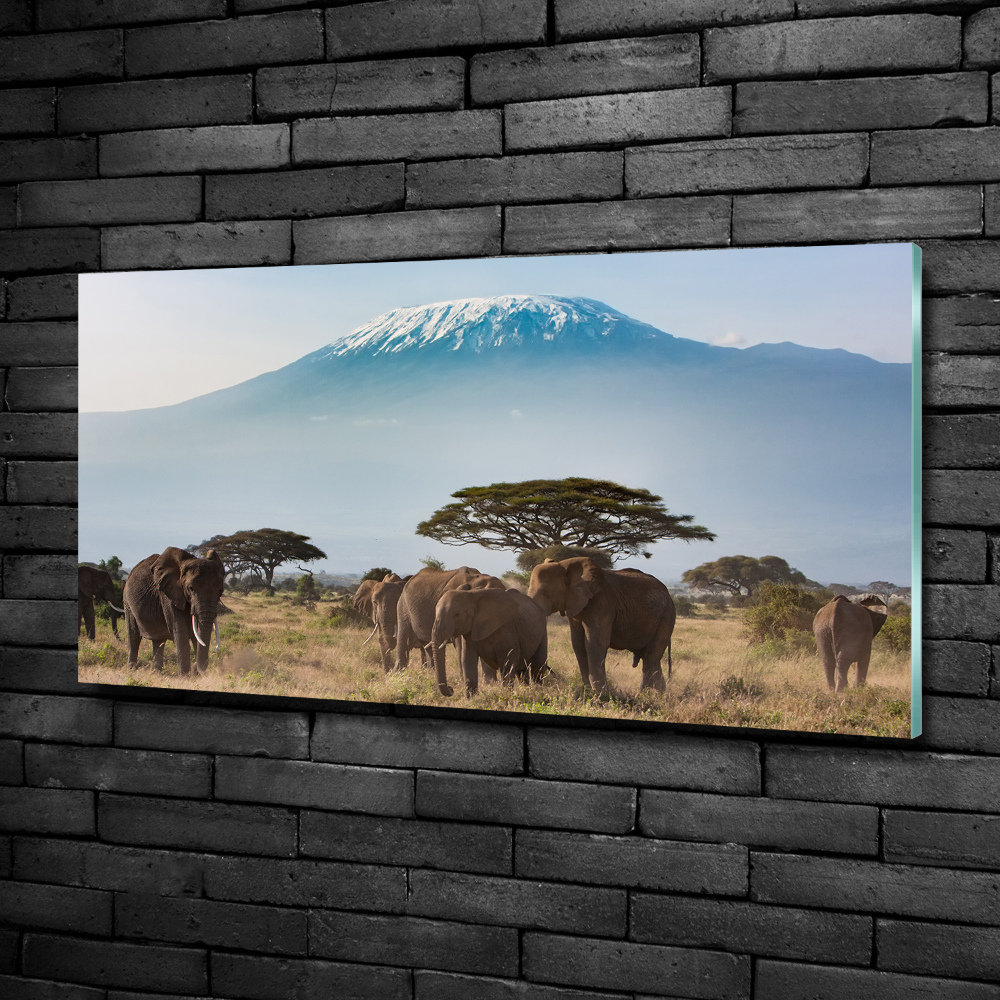 Foto-obraz szklany Słonie Kilimandżaro