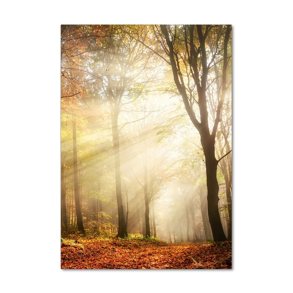 Foto obraz szkło hartowane Las jesienią