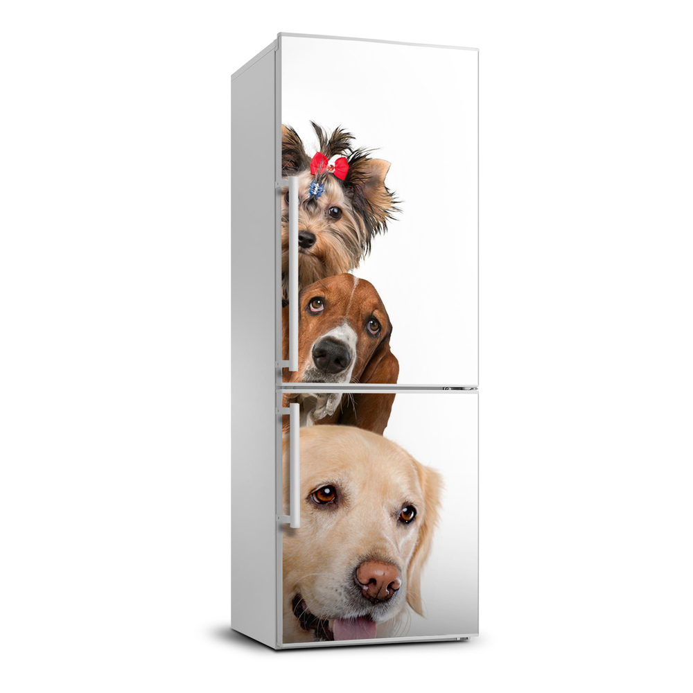 Foto Naklejka na lodówkę ścianę Psy i koty