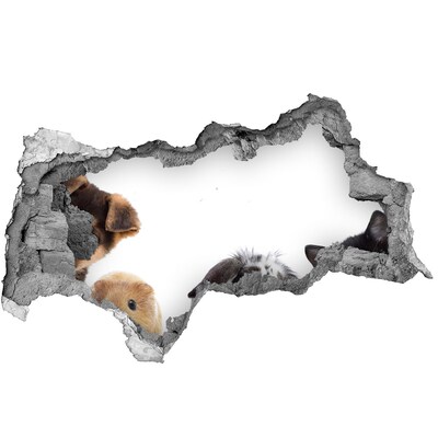 Dziura 3d fototapeta naklejka Zwierzęta domowe