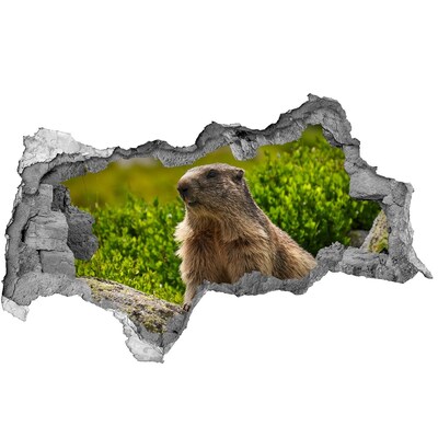 Dziura 3d fototapeta naklejka Marmot w dzikiej przyrodzie