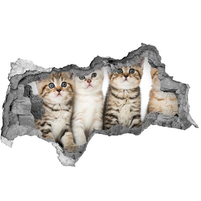 Dziura 3d fototapeta naklejka Małe koty
