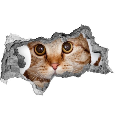Dziura 3d fototapeta naklejka Kot