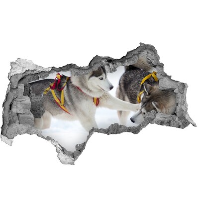 Dziura 3d fototapeta na ścianę Siberian Huskies w akcji