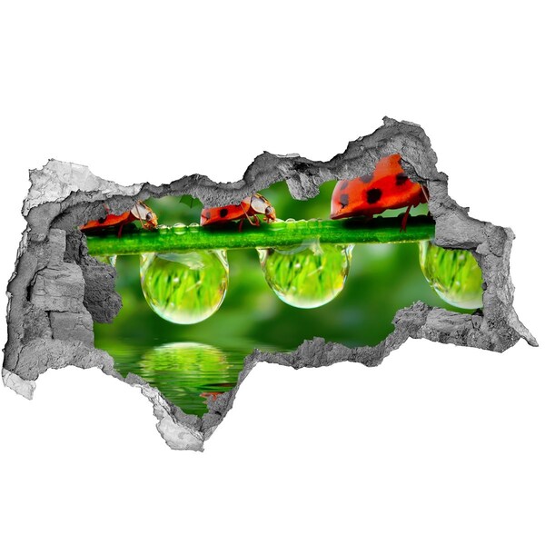 Dziura 3d fototapeta na ścianę Kropla natury z biedronką