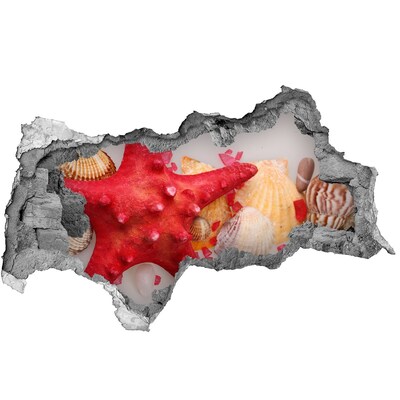 Dziura 3d fototapeta Podwodny świat z muszlami