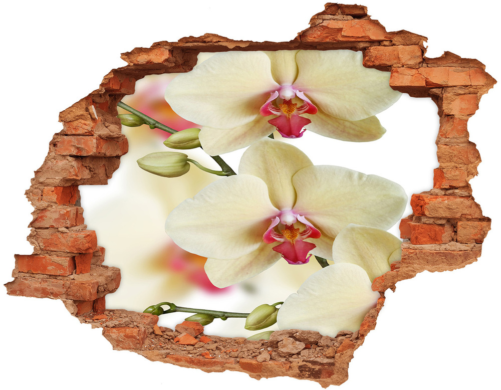 Fototapeta naklejka na ścianę Orchidea