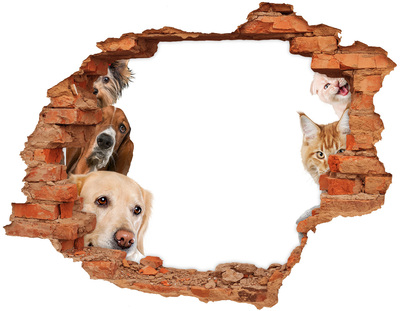 Dziura 3d fototapeta na ścianę Psy i koty