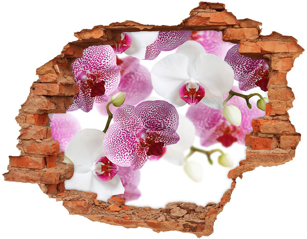 Fototapeta naklejka na ścianę fototapeta Orchidea