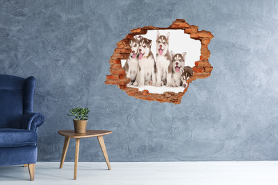 Dziura 3d fototapeta naklejka Szczenięta husky za dziurą w ścianie