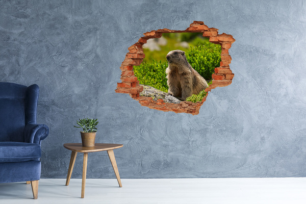 Dziura 3d fototapeta naklejka Marmot w dzikiej przyrodzie