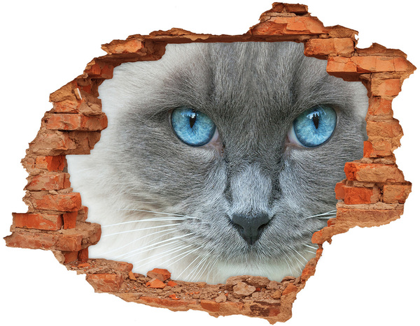 Dziura 3d fototapeta na ścianę Kot niebieskie oczy