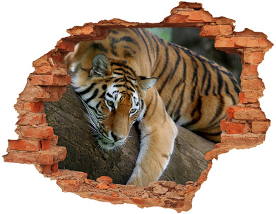 Dziura 3d fototapeta naklejka Tygrys na drzewie