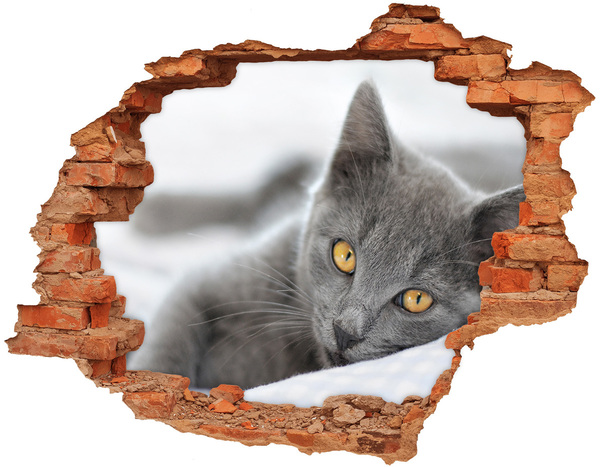 Dziura 3d fototapeta naklejka Szary kot