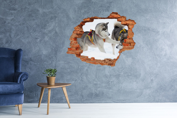 Dziura 3d fototapeta na ścianę Siberian Huskies w akcji
