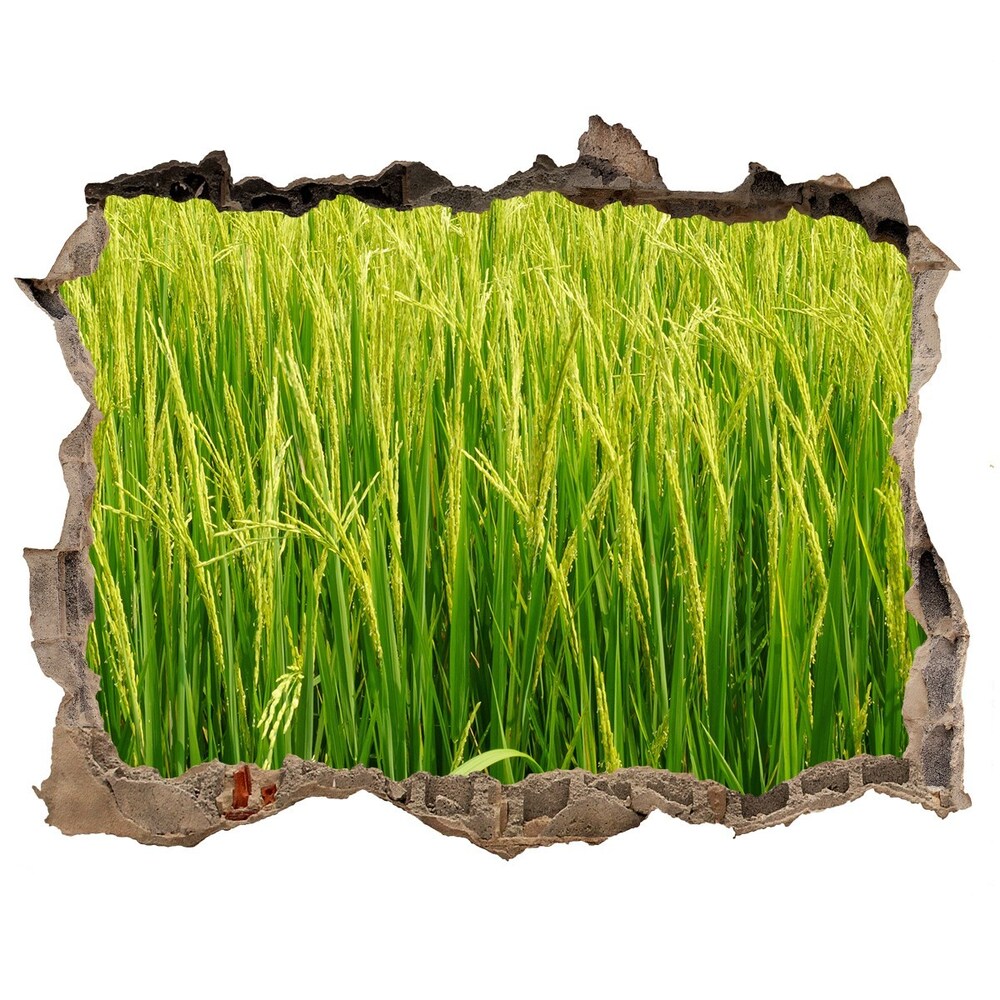 Samoprzylepna naklejka fototapeta Pole ryżowe