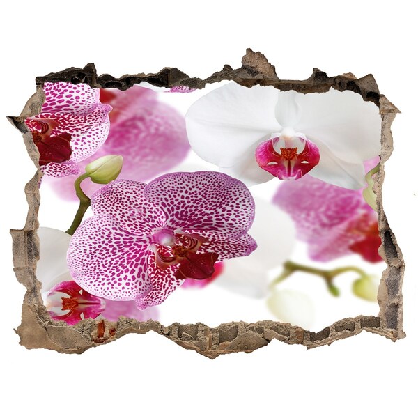 Fototapeta naklejka na ścianę fototapeta Orchidea