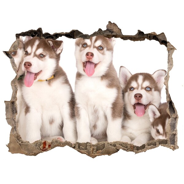 Dziura 3d fototapeta naklejka Szczenięta husky za dziurą w ścianie