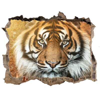 Dziura 3d fototapeta na ścianę Tygrys bengalski