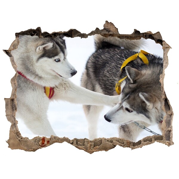 Dziura 3d fototapeta na ścianę Siberian Huskies w akcji