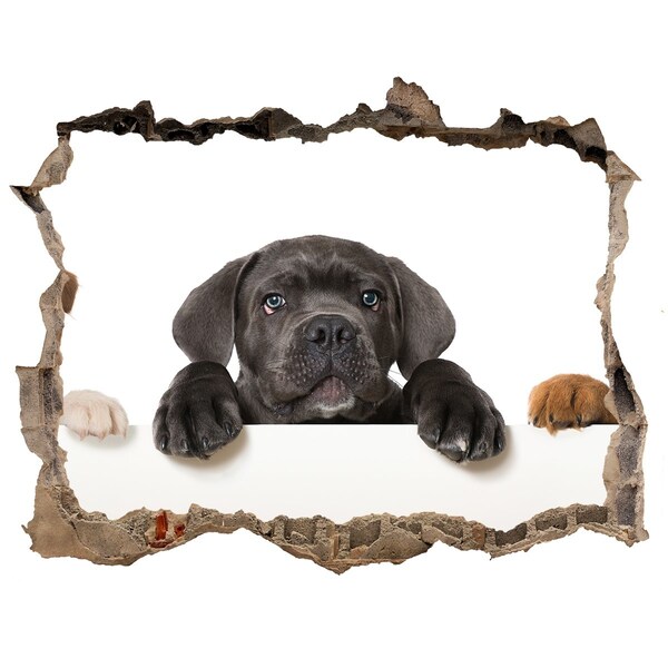 Dziura 3d fototapeta naklejka Słodki szczeniak zza ściany