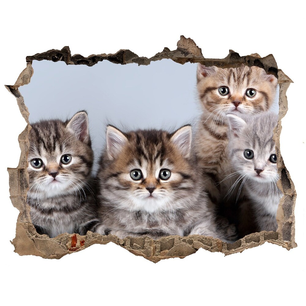 Dziura 3d fototapeta naklejka Pięć kotów