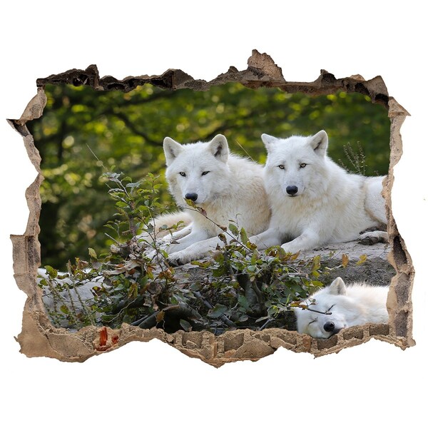 Fototapeta dziura na ścianę Arctic Wolves in a Natural Habitat