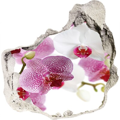 Fototapeta naklejka na ścianę fototapeta Orchidea