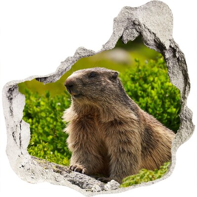 Dziura 3d fototapeta naklejka Marmot w dzikiej przyrodzie