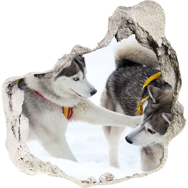 Dziura 3d fototapeta na ścianę Siberian Huskies w akcji