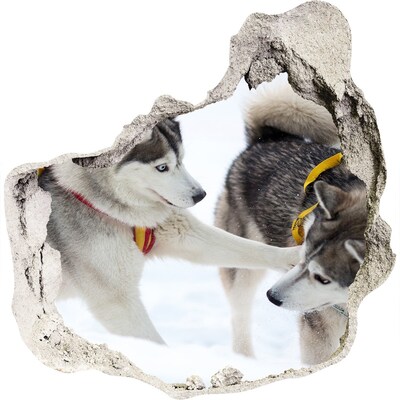 Dziura 3d fototapeta na ścianę Siberian Huskies w akcji