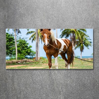 Foto obraz szkło akryl Łaciaty koń