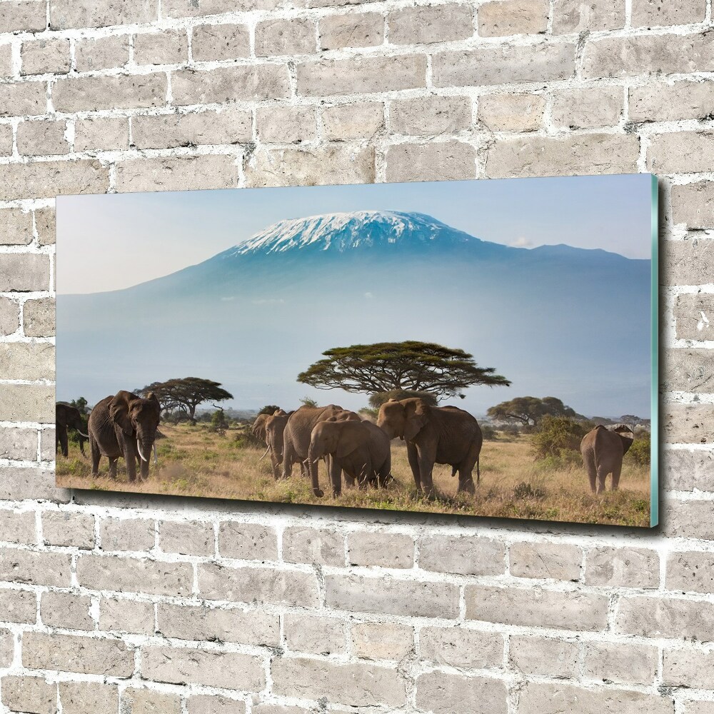 Foto obraz akryl Słonie Kilimandżaro