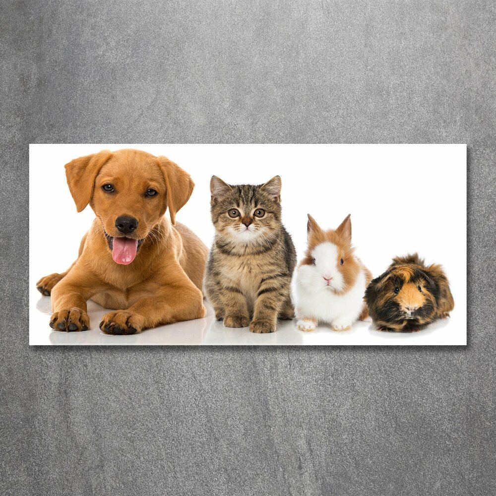 Foto obraz na ścianę akryl Pies i kot