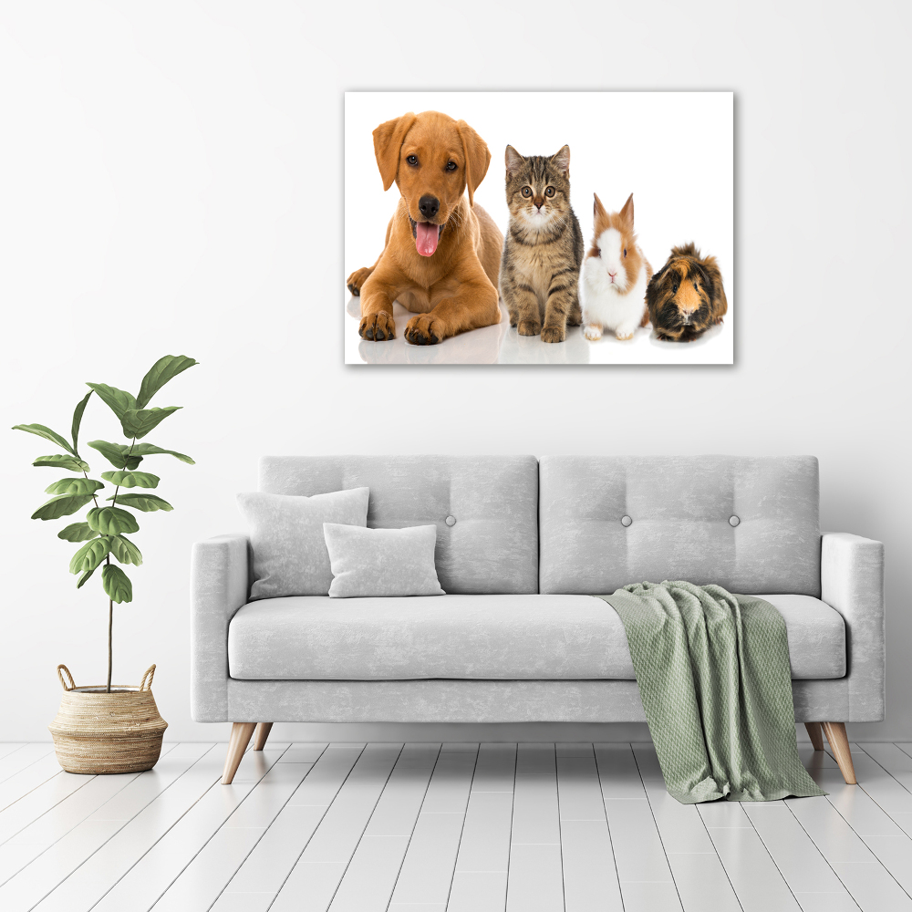 Foto obraz na ścianę akryl Pies i kot