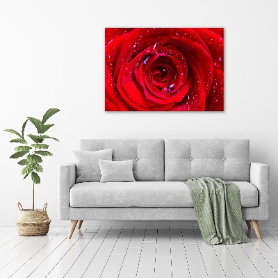 Obraz zdjęcie na ścianę akryl Kwiat róży