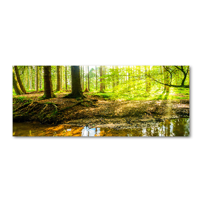 Foto obraz akryl Promyki słońca las