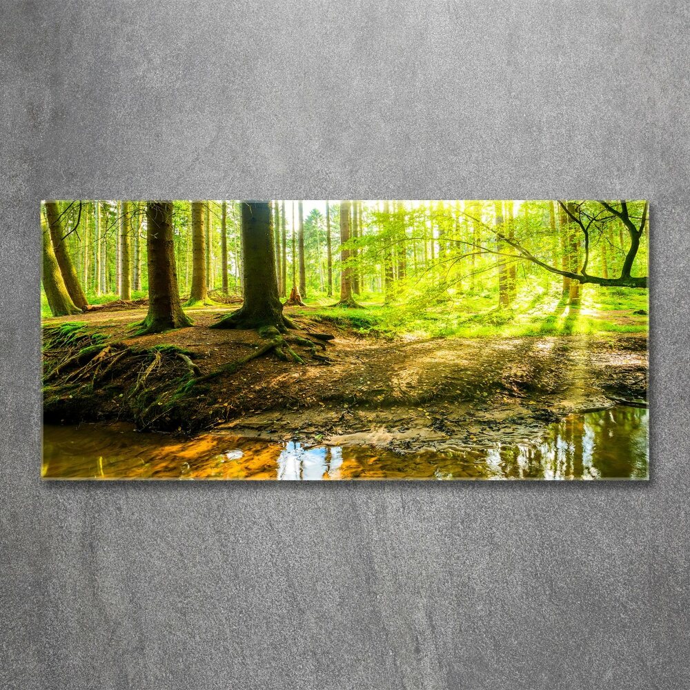 Foto obraz akryl Promyki słońca las