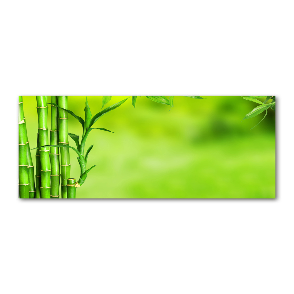 Obraz zdjęcie na scianę akrylowy Bambus