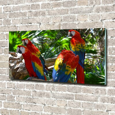 Foto obraz na ścianę akryl Papugi Ary