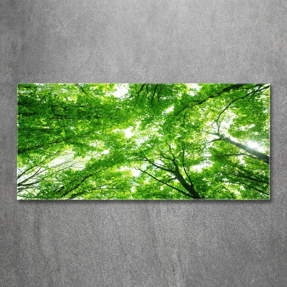 Obraz zdjęcie szkło akryl Zielony las