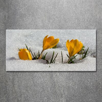 Obraz zdjęcie szkło akryl Krokusy w śniegu