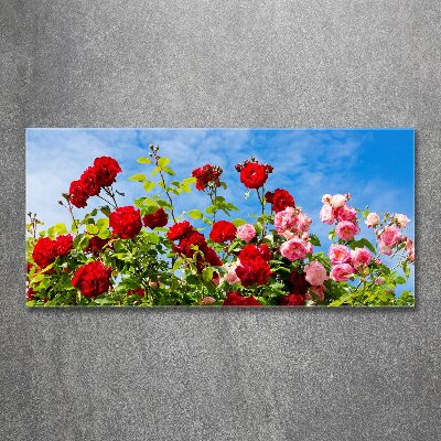 Obraz zdjęcie szkło akryl Dzikie róże