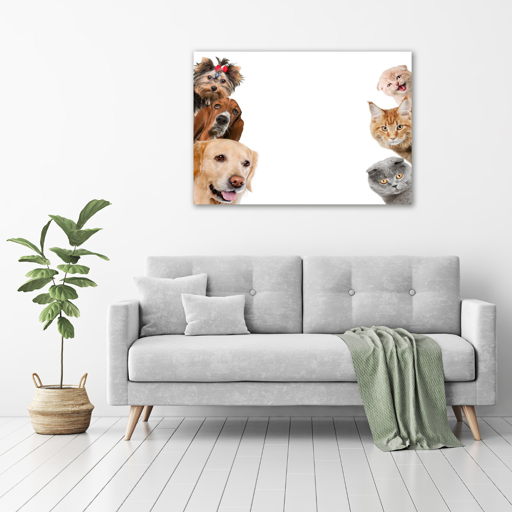 Foto obraz na ścianę akryl Psy i koty