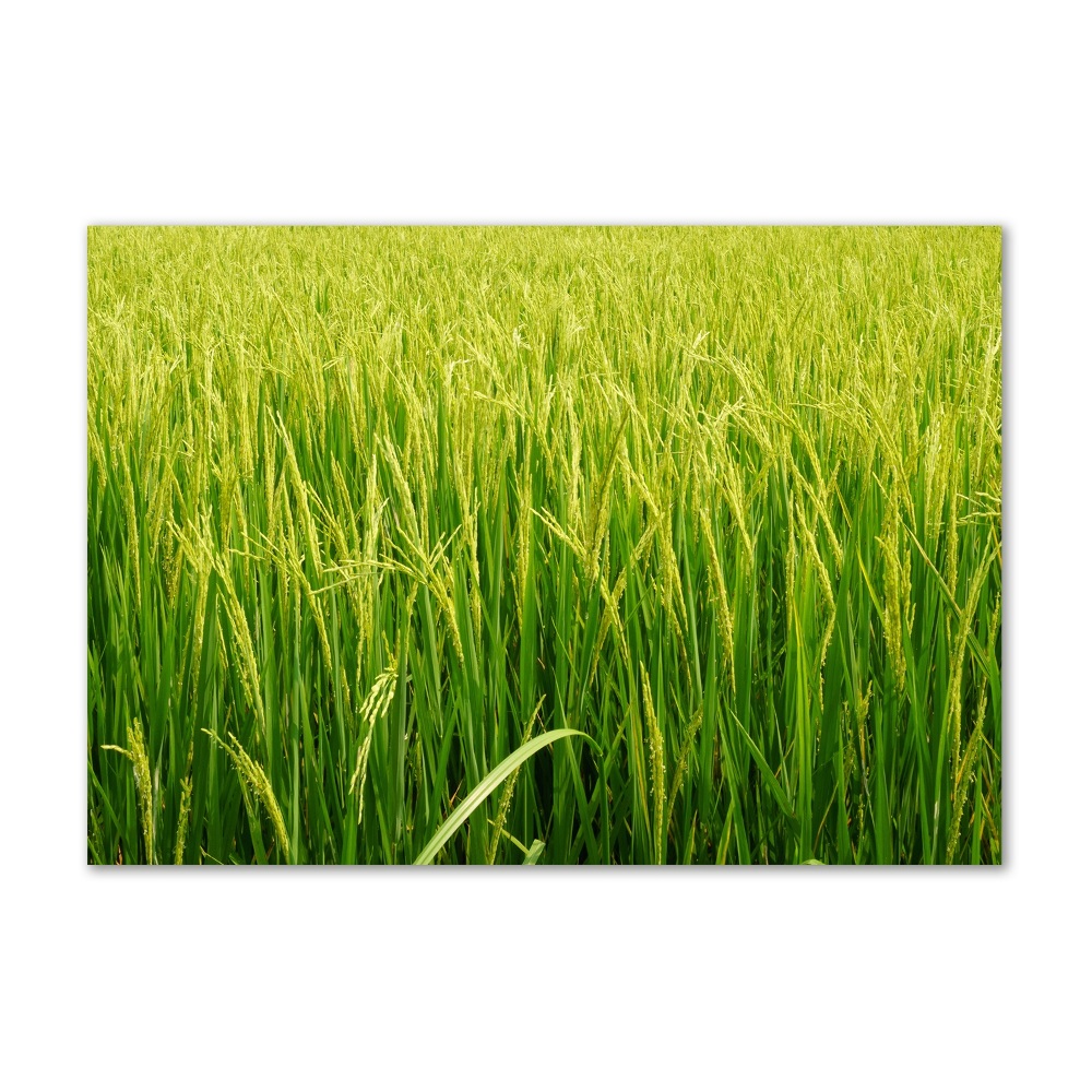 Obraz zdjęcie szkło akryl Pole ryżowe