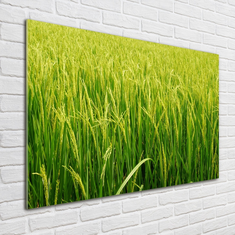Obraz zdjęcie szkło akryl Pole ryżowe