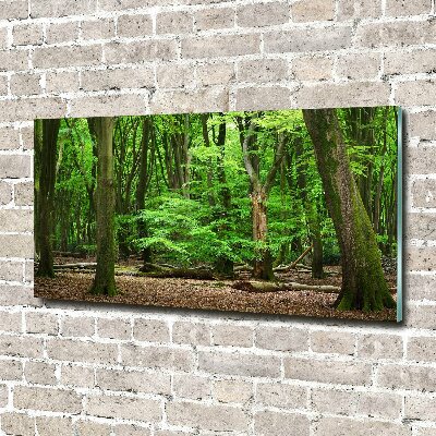 Foto obraz szkło akryl Holenderski las