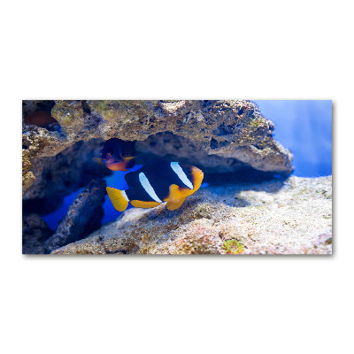 Foto obraz szkło akryl Tropikalna ryba