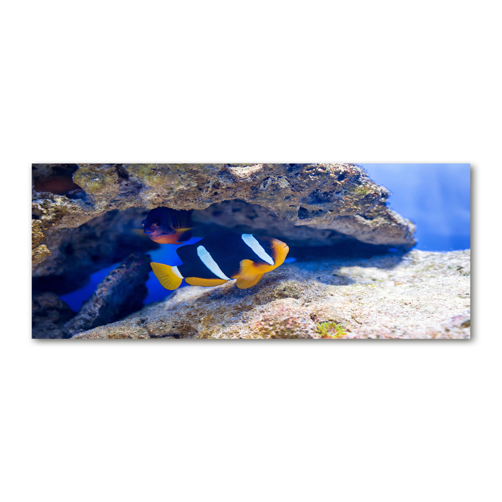 Foto obraz szkło akryl Tropikalna ryba